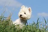 WESTIE 299